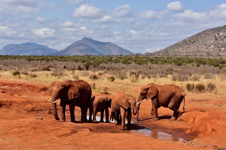 Tsavo National Park
